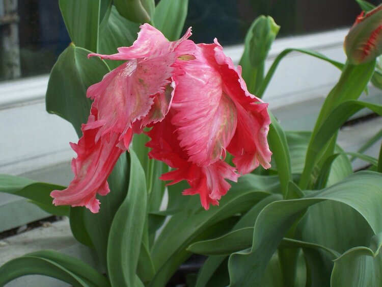 Pink Parrot Tulip