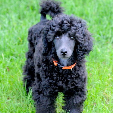 Vinnie I