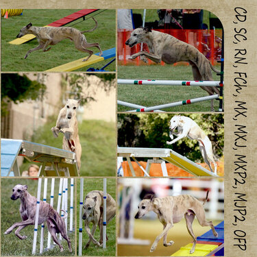 Robin Agility Collage - right
