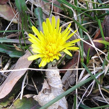 March 2 - First Dandelion of Spring