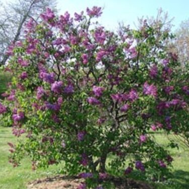 Lilacs at Highland Park