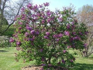Lilacs at Highland Park