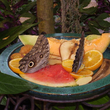 Butterfly&#039;s eating at Strong Museum of Play