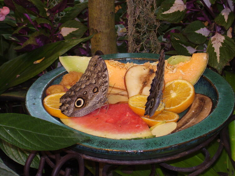 Butterfly&#039;s eating at Strong Museum of Play