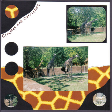 Giraffes and Ostriches