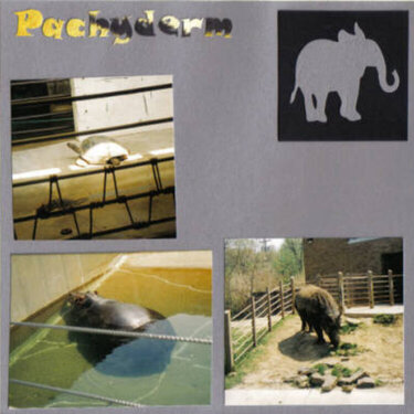 Zoo Pachyderms