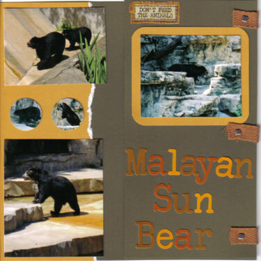 Malayan Sun Bear - closed