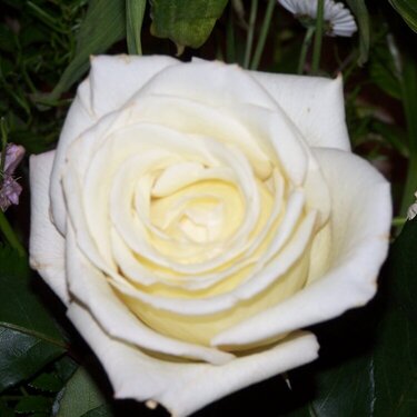 July 9: White Rose