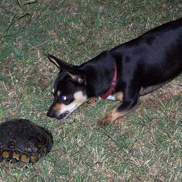 9/10: Lacey and the turtle