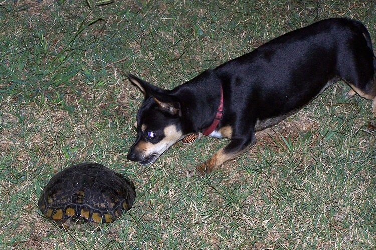 9/10: Lacey and the turtle