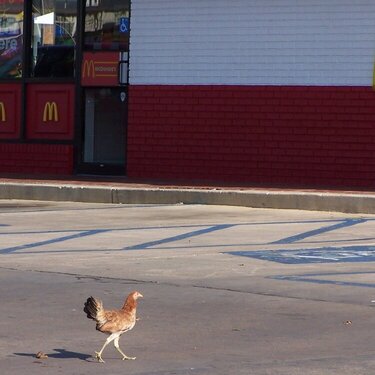 9/1: Chicken at McDonald&#039;s