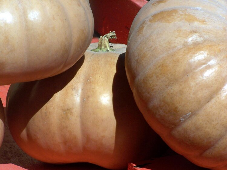 10/4: Buckskin Pumpkins