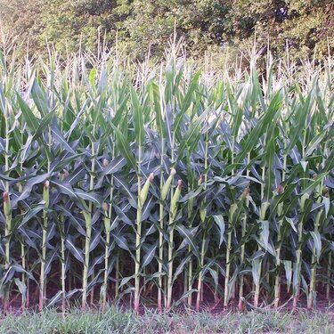 July 3: corn field