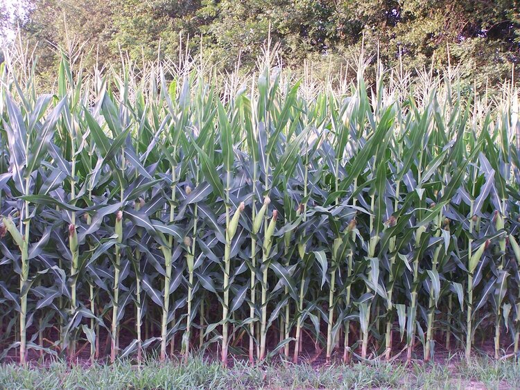 July 3: corn field