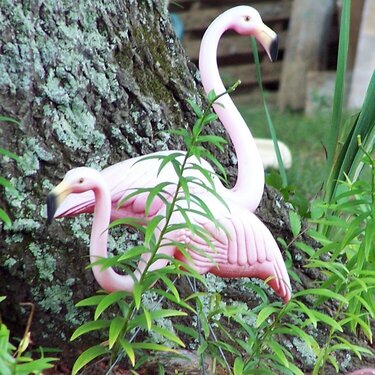 16. A Pink Flamingo {6 points}