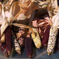 10/3: Indian corn