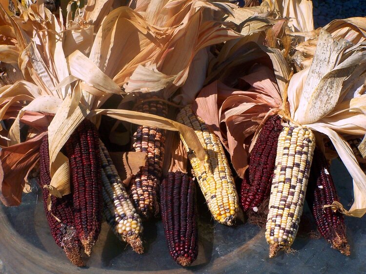 10/3: Indian corn