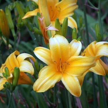 July 20: Yellow Day Lillies