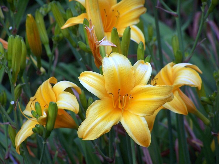 July 20: Yellow Day Lillies