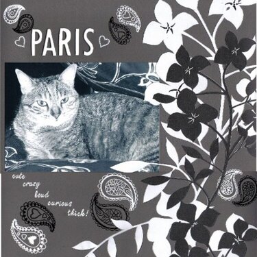 Paris crazy cat!