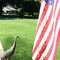 Sandhill Crane Honoring Our Flag