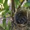 UPDATED:: Three Baby Cardinals Born Near Home