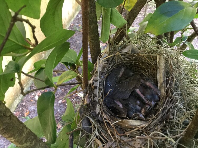 UPDATED:: Three Baby Cardinals Born Near Home