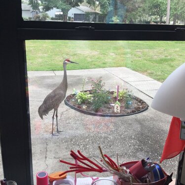 Sandhill Cranes Walk by my Scraproom Window