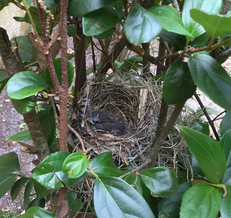 Baby Number Three Was Last to Leave the Nest.  I was There When he Hopped Out.  The Mom Quickly Came and Shooed him to a Safe Sp