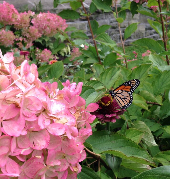 Butterfly Photos I Took While Visiting Pittsburgh