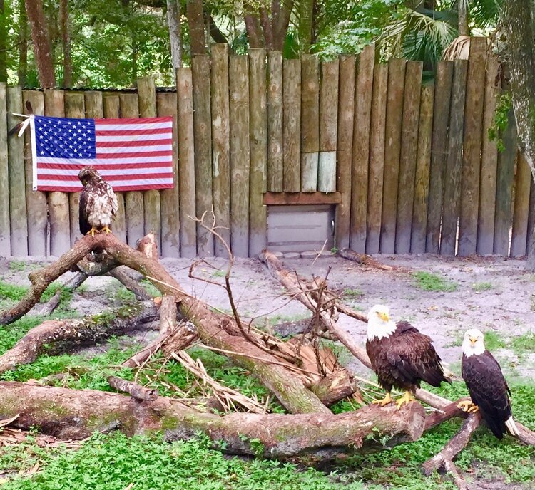Eagles in front of the American Flag