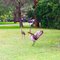 Sandhill Crane preparing to fly away.