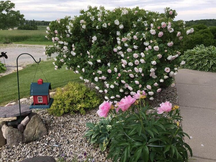 My large white/pink rose bush