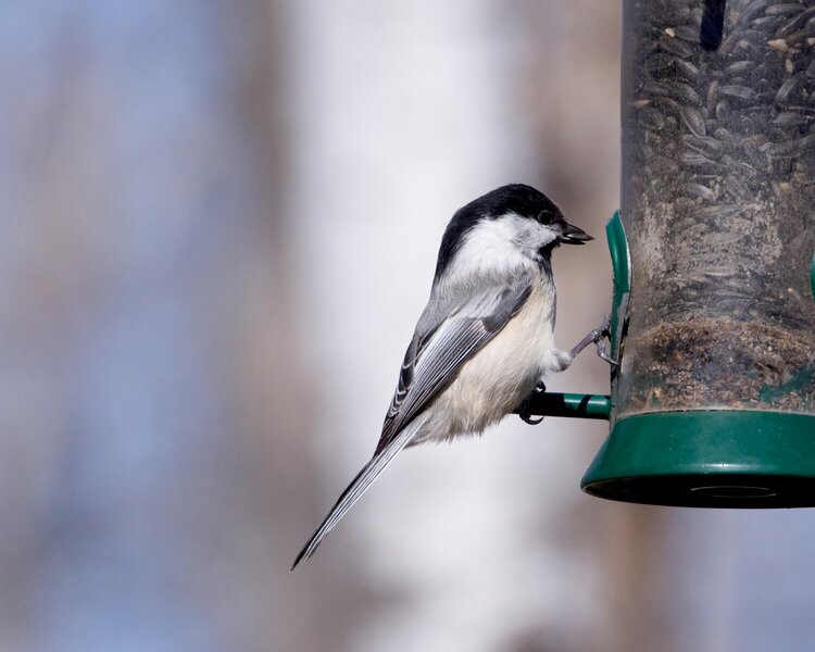 Black Capped Chickadee