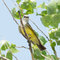 Western Kingbird