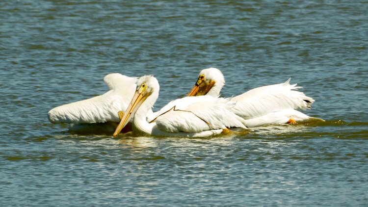 Pelicans