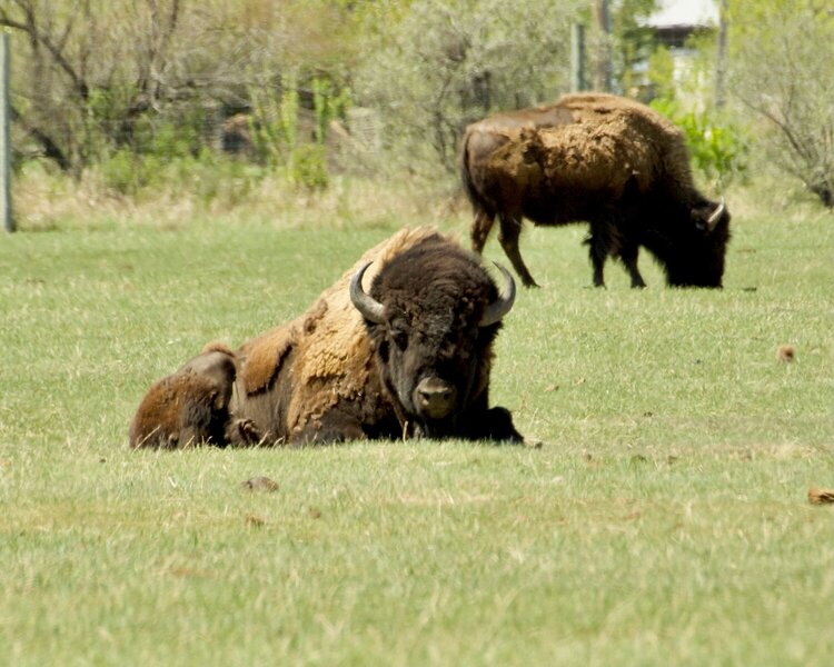 Bison