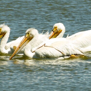 Pelicans