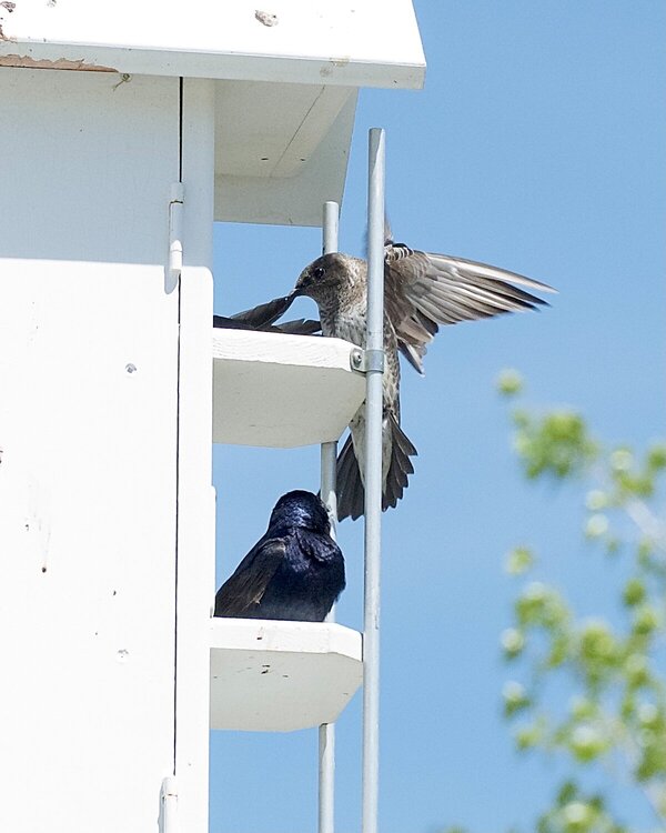 Purple Martins