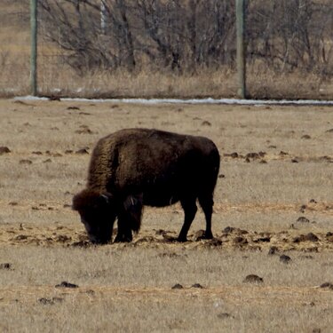 Bison