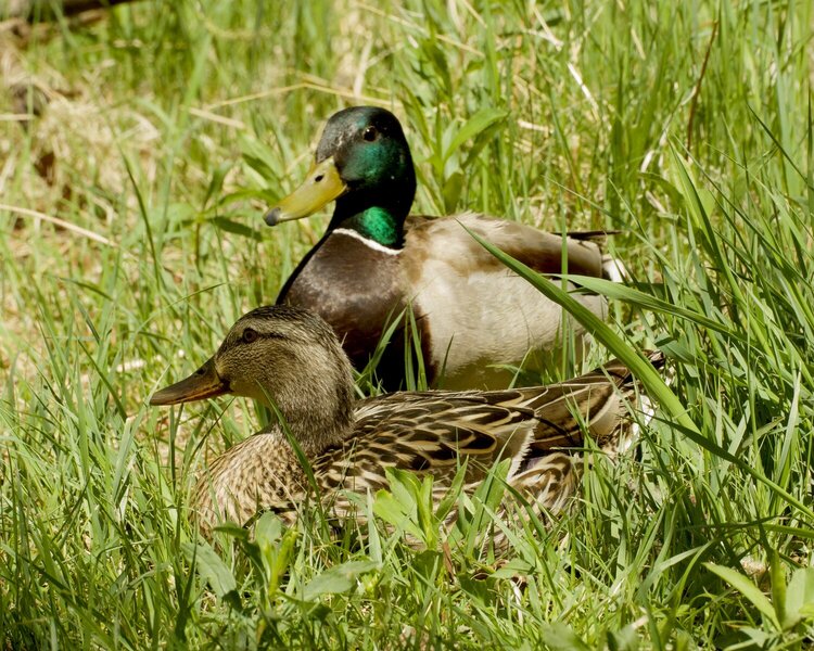 Mallards