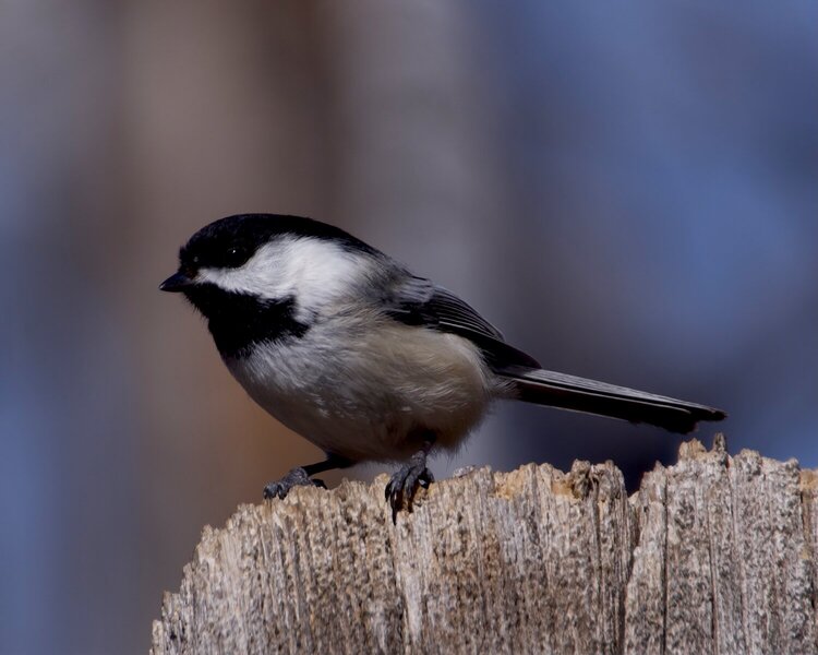 Black Capped Chickadee