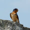 Barn Swallow