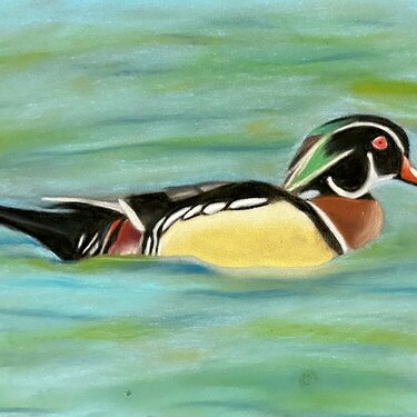 Wood Duck with Chalk Pastels