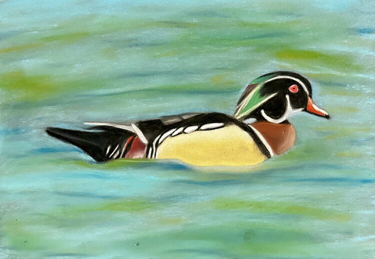 Wood Duck with Chalk Pastels