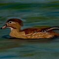 Female Wood Duck in Padtels