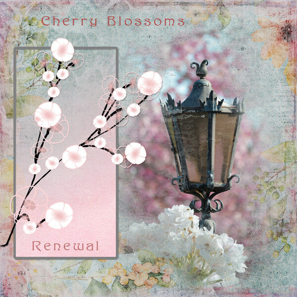 Cherry Blossoms Renewal