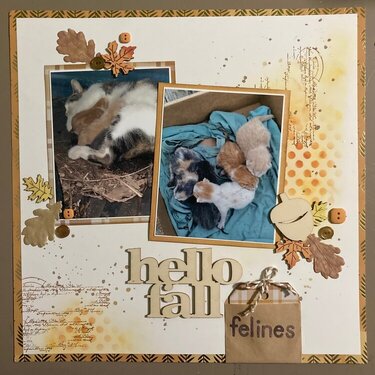 Hello Fall felines