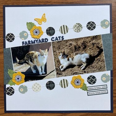Farmyard Cats
