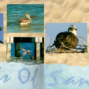 Birds of Sanibel Island